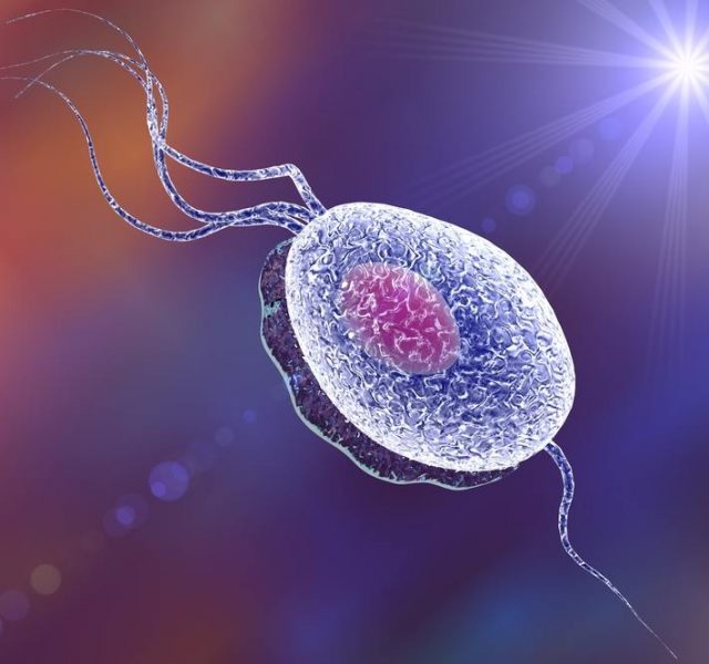 Trichomonas vaginalis