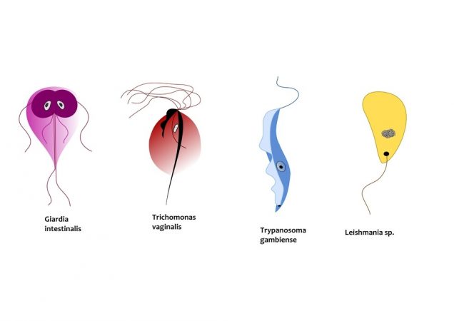 Trichomoniasis: Protozoa infecting people