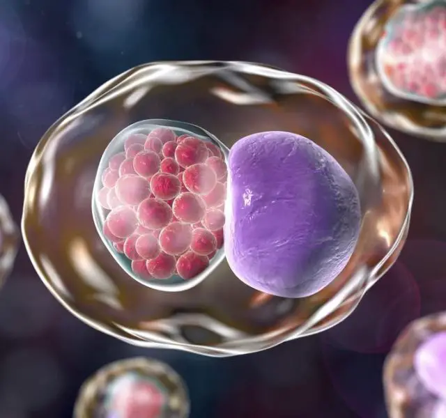 Chlamydia inclusion in human cells, 3D illustration