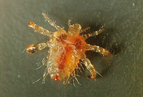 Do Lice Turn Into Crabs? – Pubic Lice Infestation (Crabs): Symptoms ...