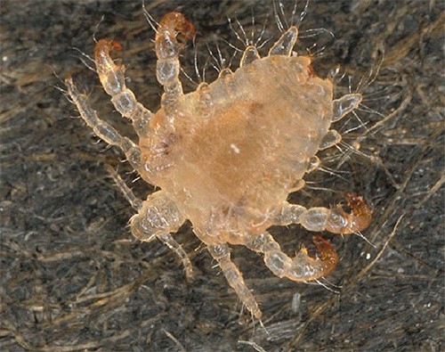 crabs STD (pubic lice) 11
