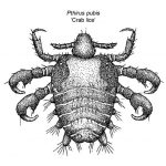 Crabs STD (Pubic Lice)