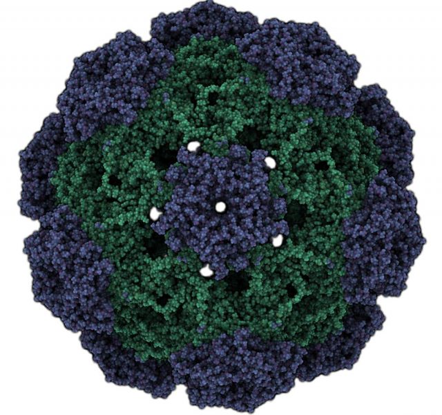 Human papillomavirus (HPV) 16. HPV causes skin and genital warts and a number of cancers, including cervical cancer. Atomic-level structure.