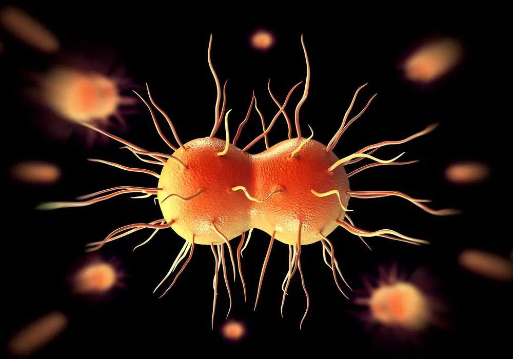 Gonorrhea the Clap Symptoms Pictures Treatment STD Gonorrhea
