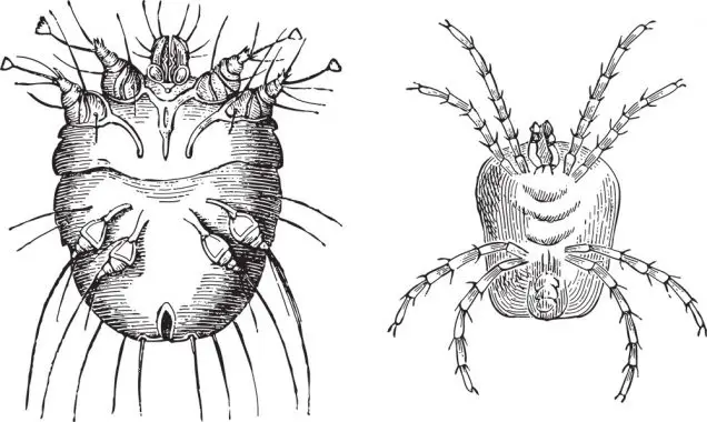 Itch mite (Sarcoptes scabiei) left and Velvet mite (Trombidium holosericeum) right / vintage illustration from Meyers Konversations-Lexikon 1897