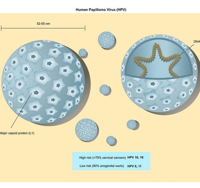Structure of the human papilloma virus (HPV)