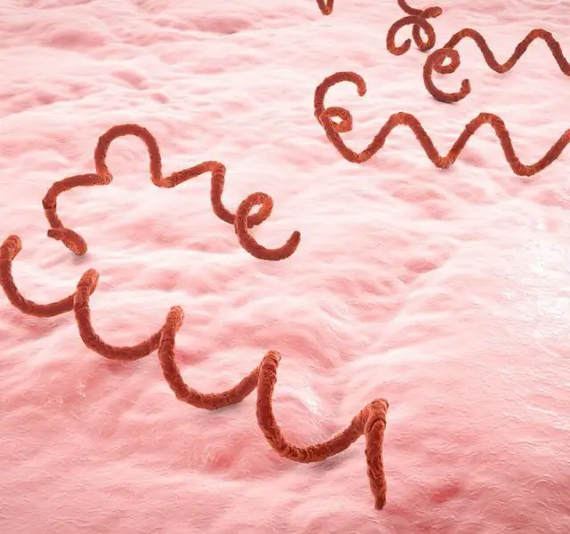 Bacterium which causes syphilis