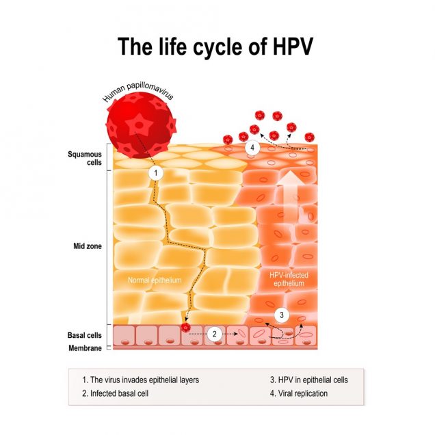 The life cycle of HPV