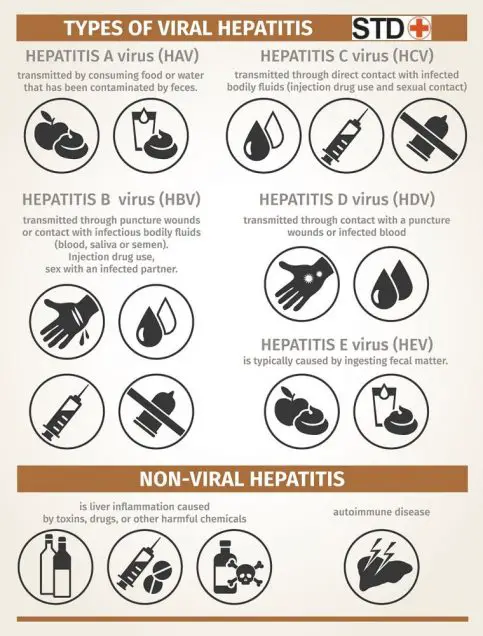 Types of viral hepatitis, infographic